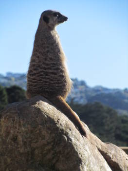 Wellington (Nieuw-Zeeland) - uitzicht vanuit de dierentuin