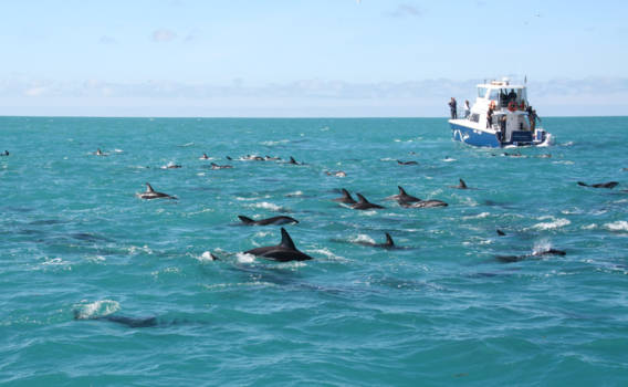 Zuidereiland - Kaikoura