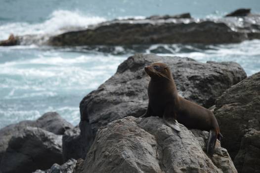 Noordereiland - Wildlife