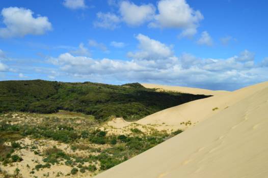 Noordereiland - Giant Te Paki