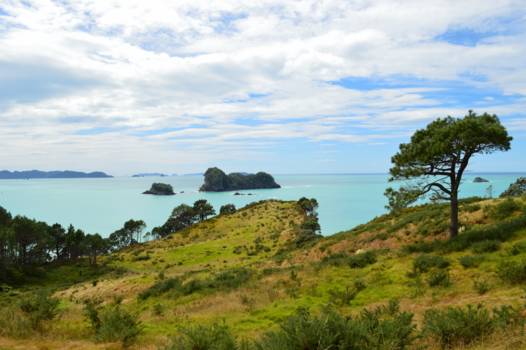 Noordereiland - Coromandel