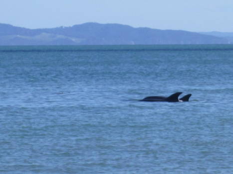 Coromandel Peninsula - Dolfijnen langs de autoroute