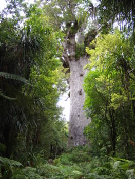 Noordereiland - De imposante Kauri boom!!