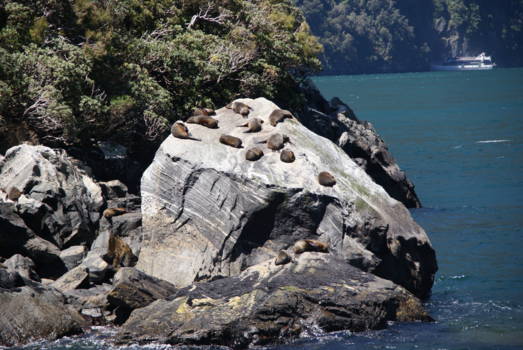 Milford Sound - Milford Sound