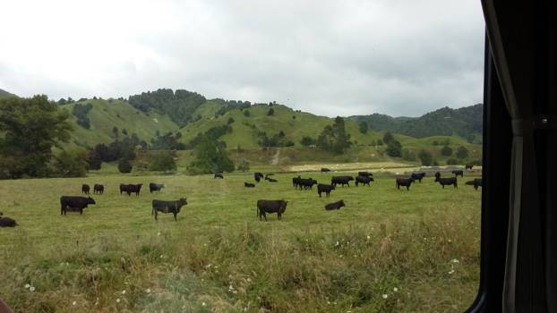 Northern Explorer - Koeien te over.