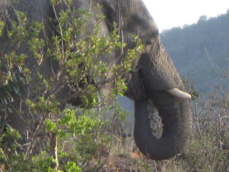 Wine and Food Safari - olifant