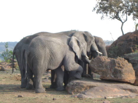 Wine and Food Safari - olifant