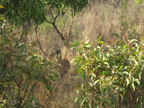 Wine and Food Safari - natuur