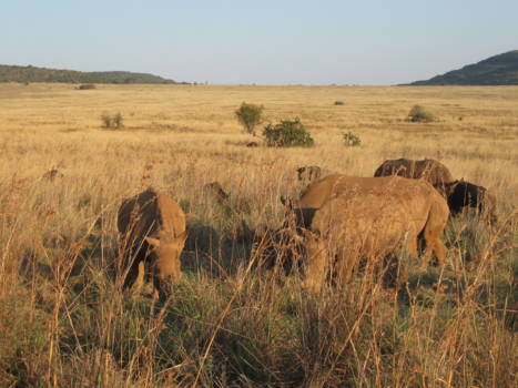 Wine and Food Safari - neushoorn