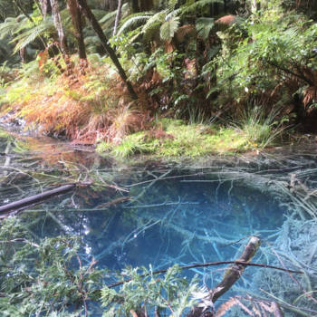 Rotorua - Redwood forest