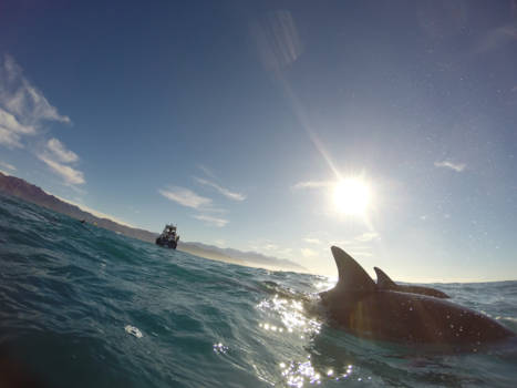 Nieuw-Zeeland - Zwemmen met wilde dolfijnen in Kaikoura (Nieuw-Zeeland)