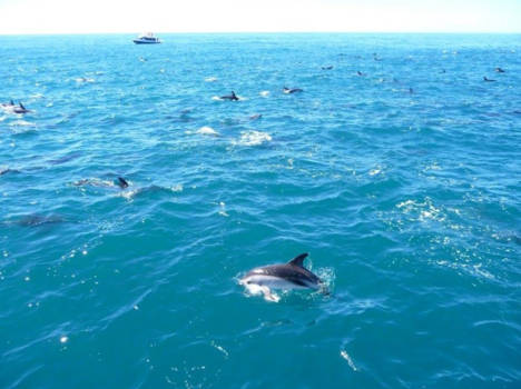 Nieuw-Zeeland - Snorkling with dolphins in the wilde! Many dolphins!