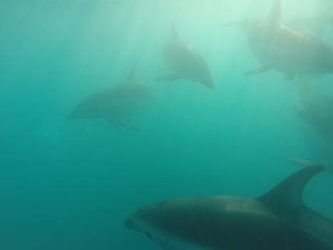 Nieuw-Zeeland - Zwemmen met dolfijnen, waanzinnig