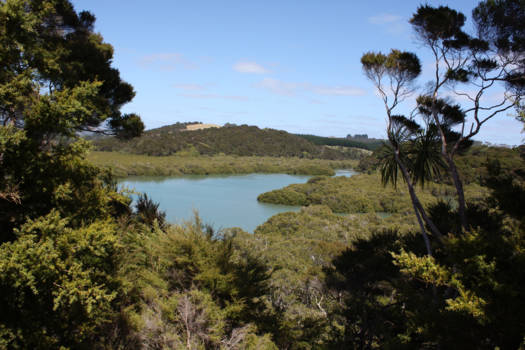 Noordereiland - Paihia mangrove