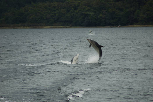 Zuidereiland - Dansende dolfijnen in Doubtfull Sound