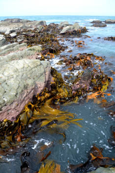 Zuidereiland - De prachtige kust van Kaikoura