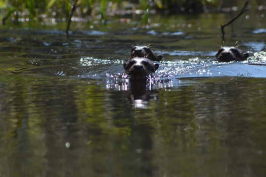 Rotorua - Zeeotter in Puerto Maldonado