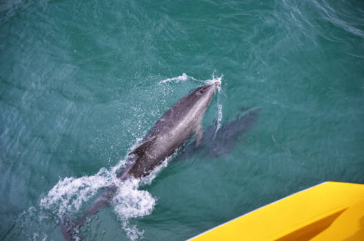 Paihia - Bay of Islands