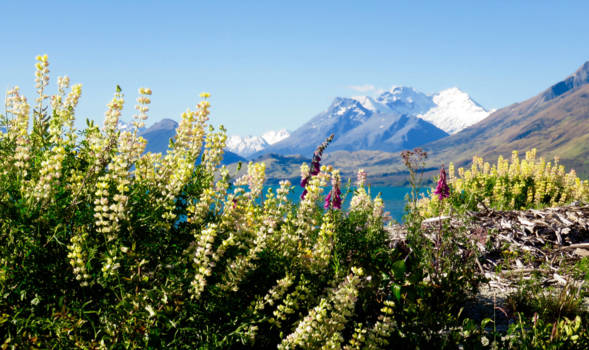 Zuidereiland - Puur natuur in Glenorcky