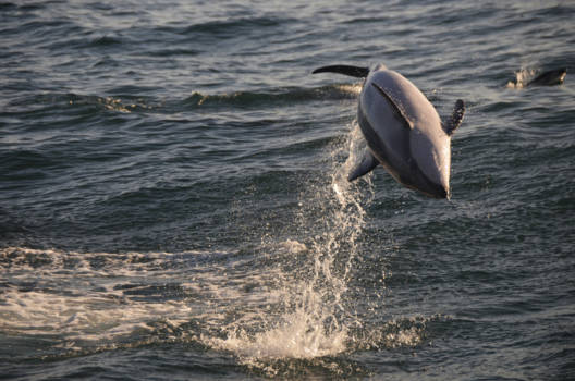 Kaikoura - Dusky dolphin swim