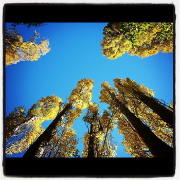 Zuidereiland - River trees, New Zealand South Island
