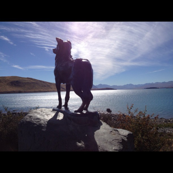 Lake Tekapo - Sheep dog overlooking  Take Tekapo, New Zealand