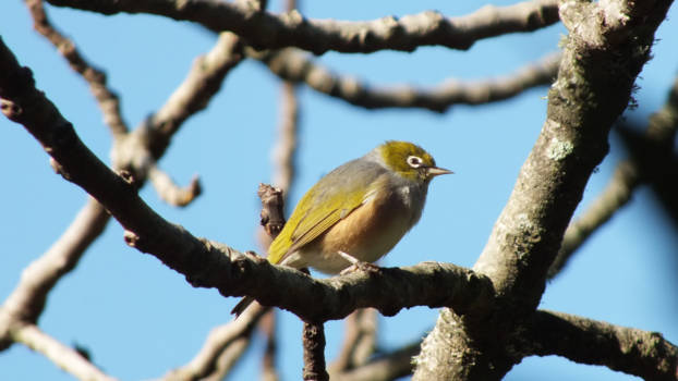 Noordereiland - Silvereye