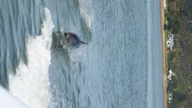 Bay of Islands - Dolfijn 