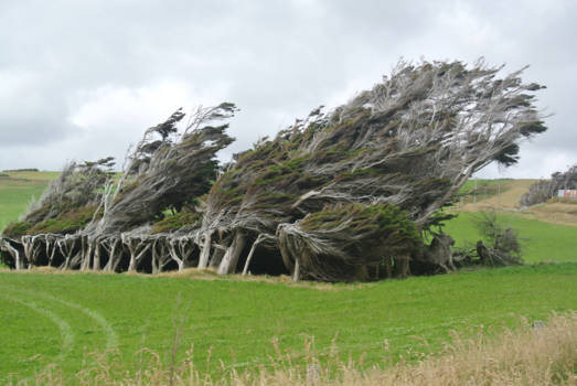Dunedin - Waanzinnige wind verworven bomen partij......