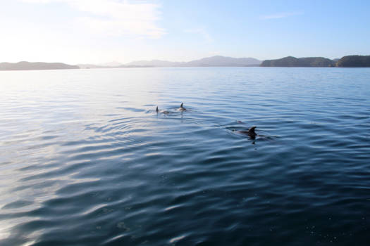 Noordereiland - Dolfijnen in de Bay of Islands (Nieuw-Zeeland)