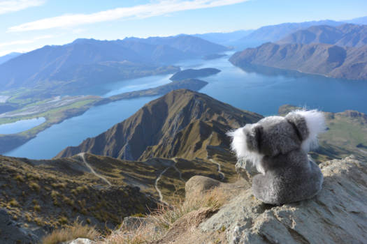 Wanaka - My travelmate Arthur the Koala @ Roys Peak