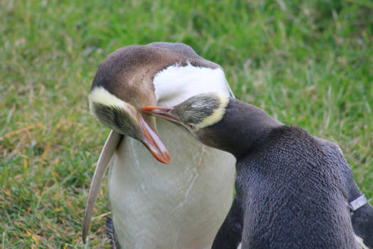 Dunedin - couple in love yellow eyed penguins