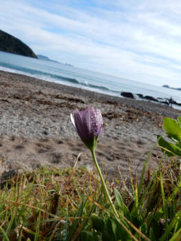 Bay of Islands - sprinkhaantje in ochtenddauw Russell beach