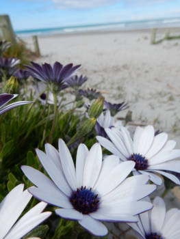 Noordereiland - Flowers on the beach