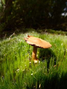 Rotorua - Fairy tale in new zealand
