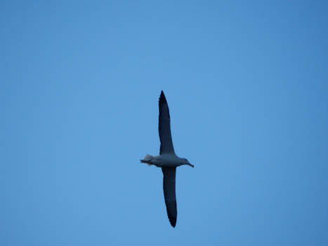 Dunedin - Albatross