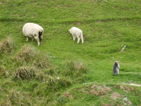 Dunedin - Penguin counting sheep