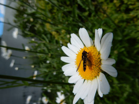 Hamilton - zweefvlieg op bloem