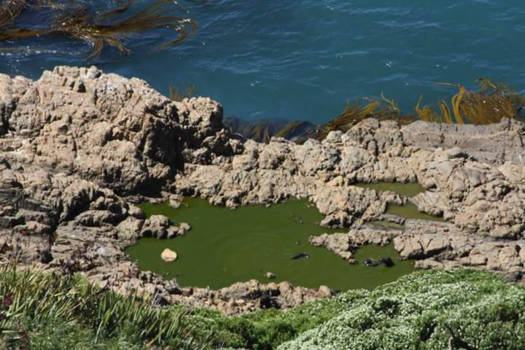 New Zealand Rugby Museum - Zeehonden baby kraamkamer nugget point newzealand
