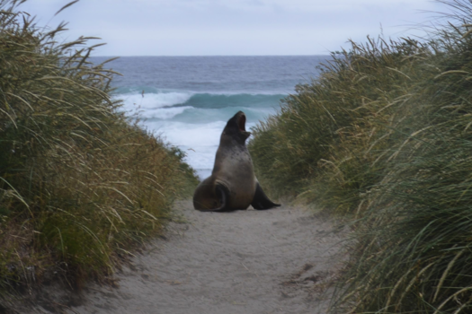 Dunedin - Gatekeeper at the beach.