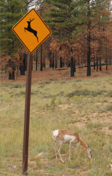 West Coast - Pas op met herten!