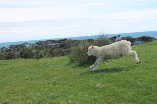 Abel Tasman National Park - Spring