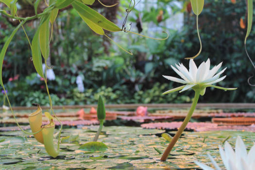Auckland - Lily in Winter garden