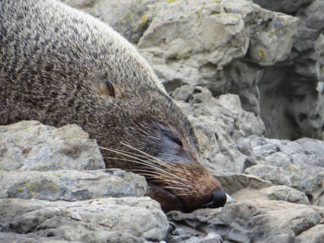 Kaikoura - Sleeping beauty
