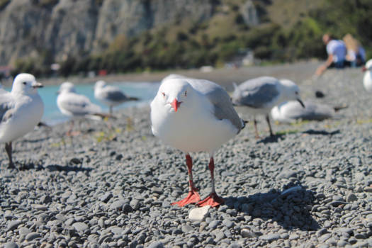 Kaikoura - Mine, mine, mine!