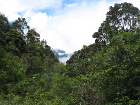 Zuidereiland - Fox Glacier