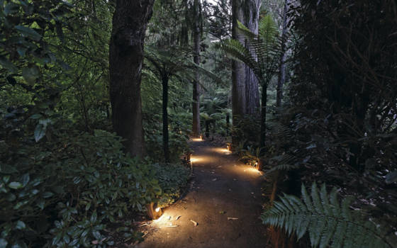 Lake Taupo - Modern Forest