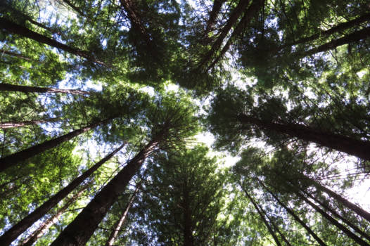 Rotorua - Redwoods; de bomen groeien hier tot in de hemel