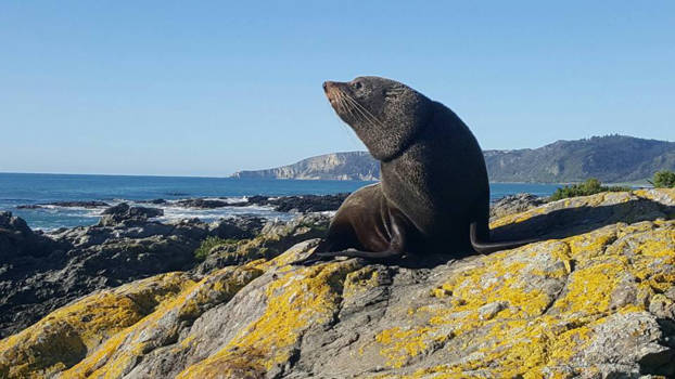 Kaikoura - wegkijk momentje