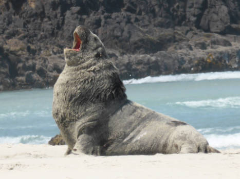 Zuidereiland - Boss of the beach.....